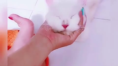 Funny Cat Video