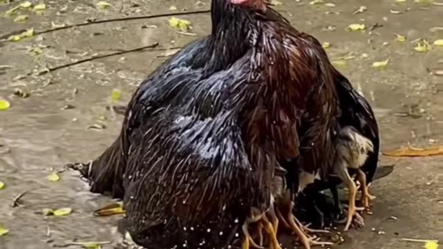 Mother protecting her children from the rain | Mother Love ❤️
