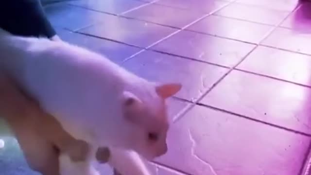 funny Baby Cats - Cute and Aww Cat Videos Compilation - Cute Animals🐱🐩