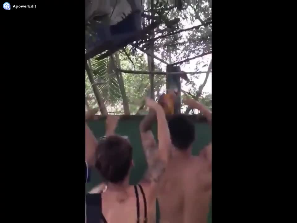 Arara azul Loca na Rave