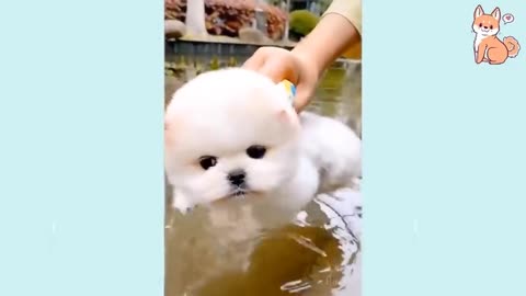 * Cute Funny and Smart Dogs *