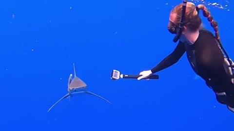 POV: I am your shark safety diver