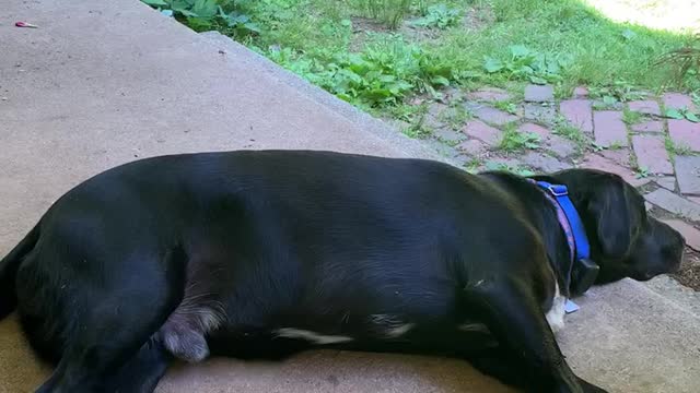 Lazy Hank 🐕‍🦺 Relaxing 😌 Cutting 🐕‍🦺😴💤