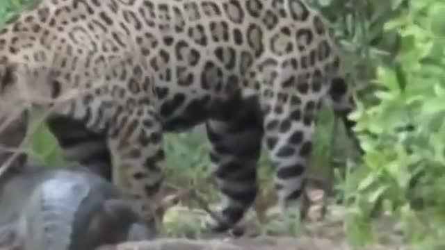 WILD ANIMALS HUNTING PREY COMPILATION RELAX FOR LIFE #40