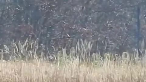 BLUE HERON AT OHIO LAKE