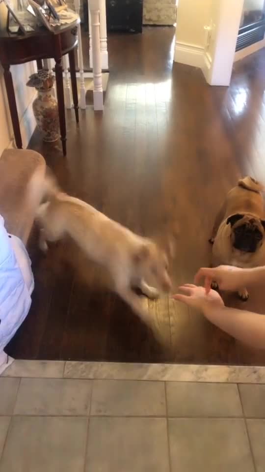 How to tell a deaf dog it’s time to go for a walk