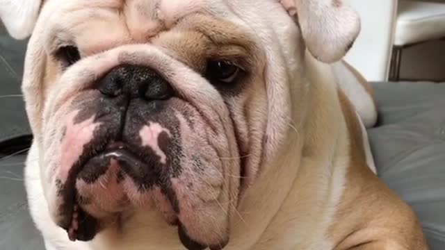 Funny bulldog tries his best to look tough