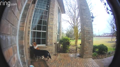 Dog Knows How To Ring The Doorbell