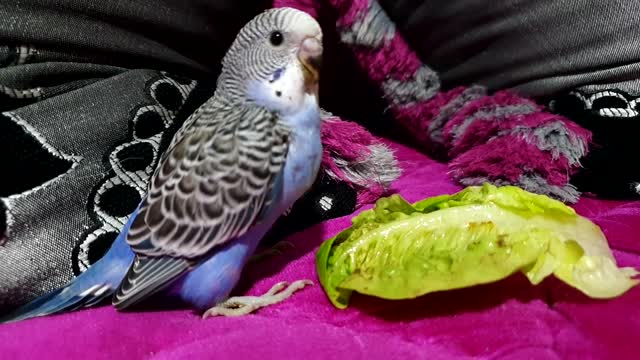 Beautiful bird and lettuce