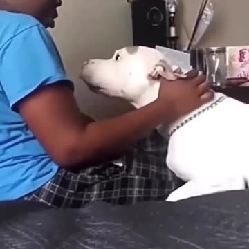 This Dog Needs Training ASAP