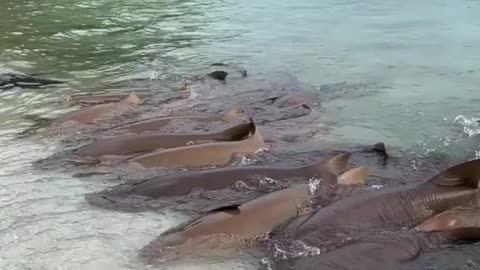 Dolphin in Maldives