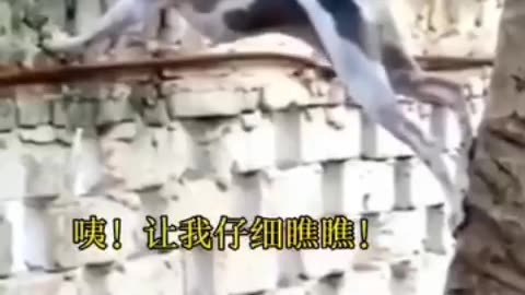 Viral video funny moments dog make on bum
