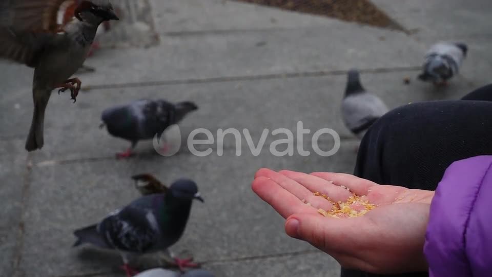 Snatch food with all ingenuity