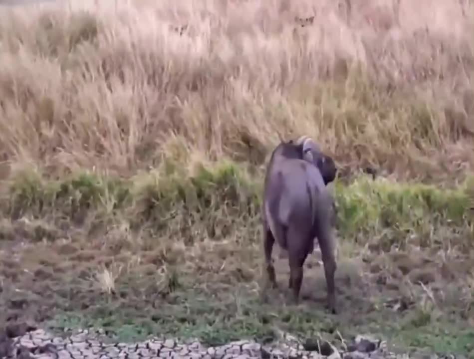 Did I read that correctly? The lion was chased by the ox