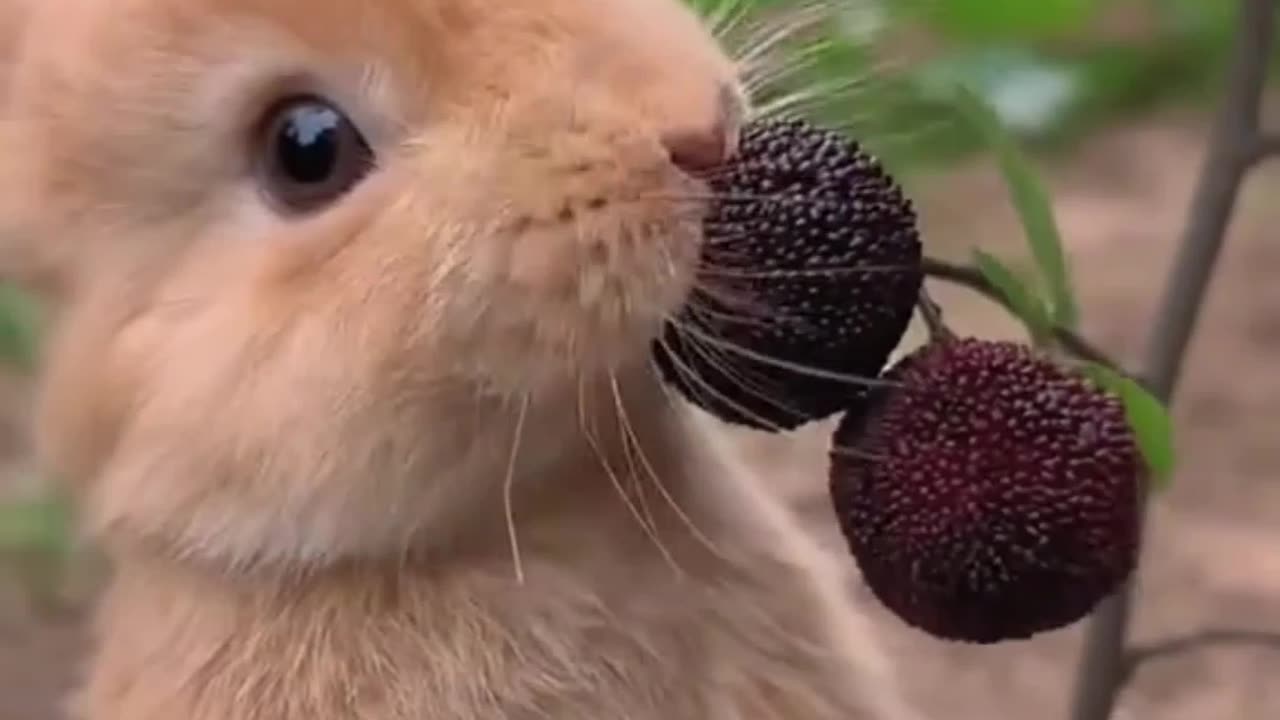 So beautifull rabbits๐๐ฒ๐ฒ๐