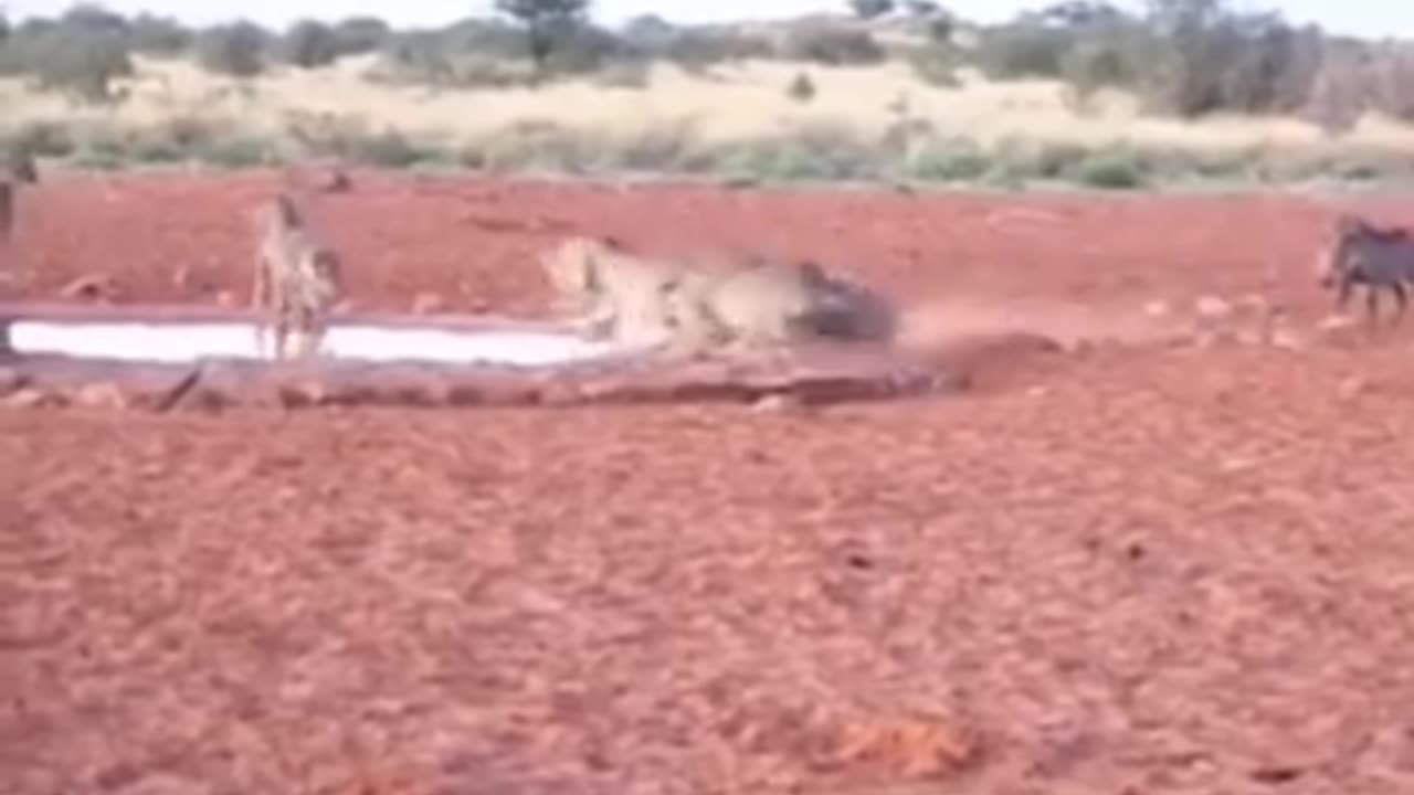 Pig attaked cheetahs