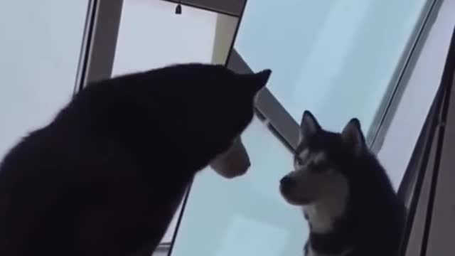 Try not to laugh 😂😂. When you these lovely dogs and cats doing funny actions