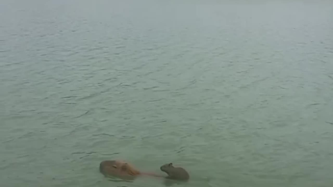 Capybara Pup Rides on Mom's Back