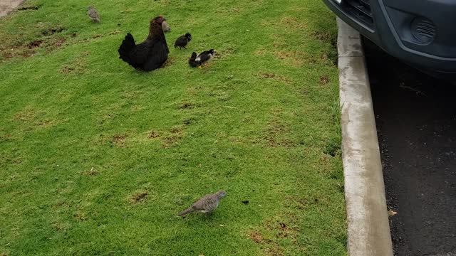 Maui Chickens 1