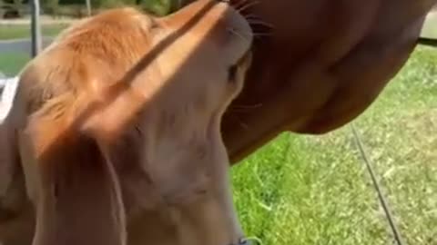 Best friend