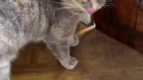 Sounds Attract Cats - Meowww to make Cats come to you