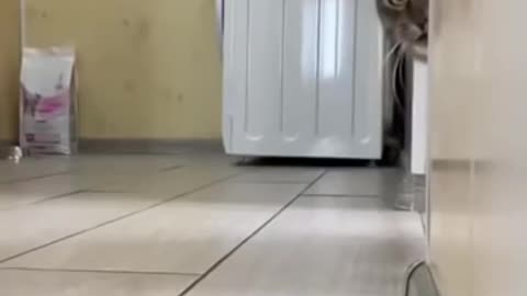 Cat#funny animal video's#Animal short video