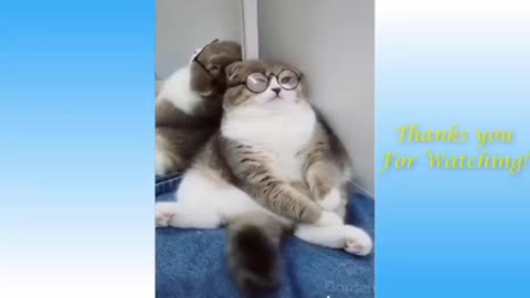 Little funny cats