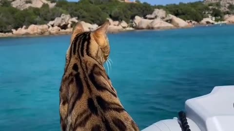 News Break: Cat Boating