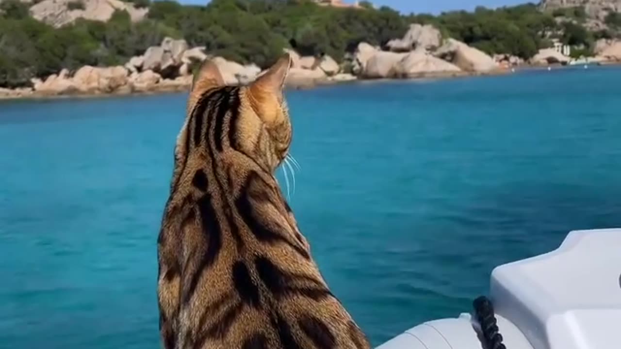 News Break: Cat Boating