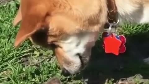 Cute animals