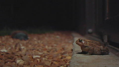 Frog Eats Ant