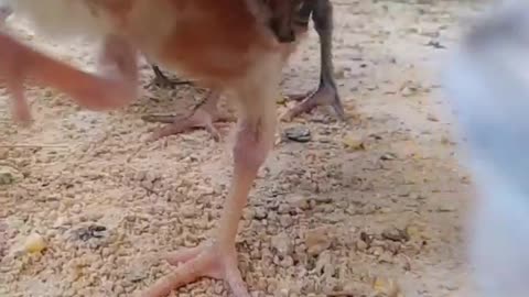 Chicken and birds6amazing