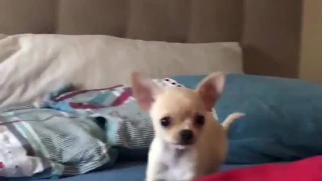 Dog throws tantrum when owner invades her personal space