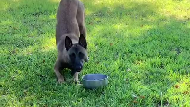 Puppy ringing the breakfast bell!!!