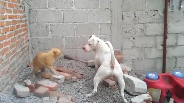 This kitten is not afraid of Pit bull's