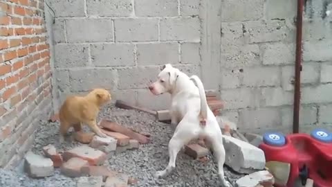 This kitten is not afraid of Pit bull's