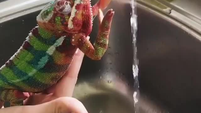 Chameleon Wants to Catch Water