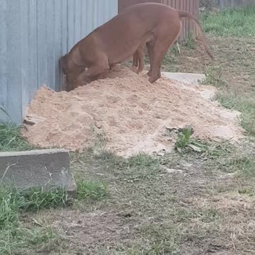 Rhodesian Ridgebacks Mister & Tickle: diggin' this landscaping lark