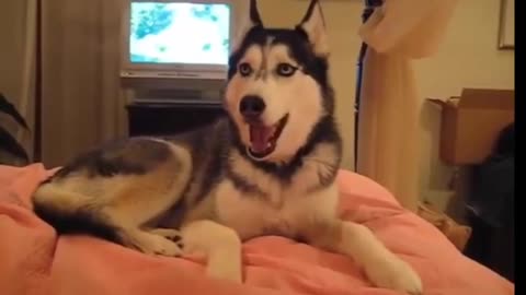 Husky says "I Love You" | Funny Dog Video | Cute Dog Video