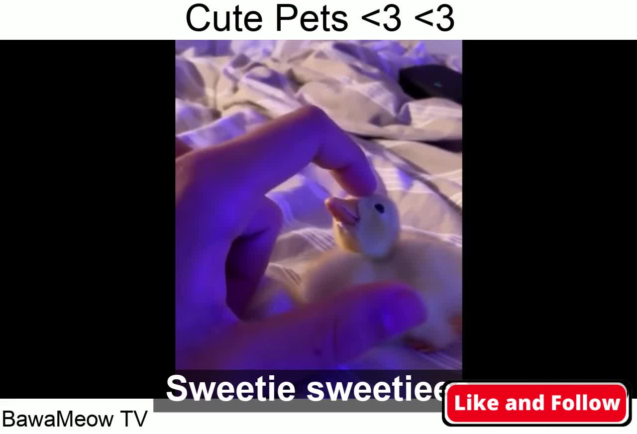 Cute baby animals Videos Compilation and cute moment of the animals #1