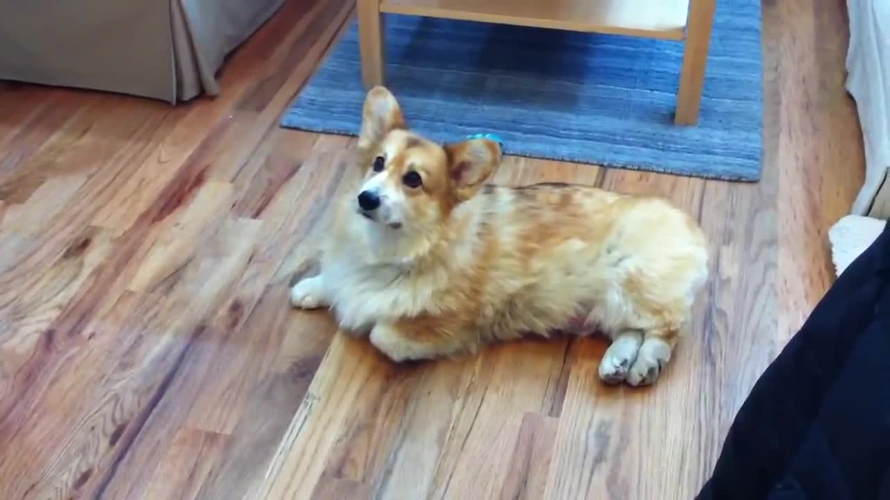 Lazy Corgi Has A Unique Technique To Avoid Going Outside