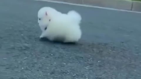 Funny video collection of animals, so cute