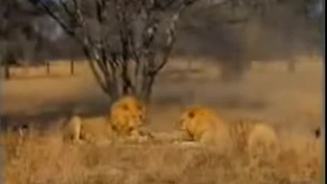 Lion Kills Cheetah !!! [Documentary Animal and Nature ]