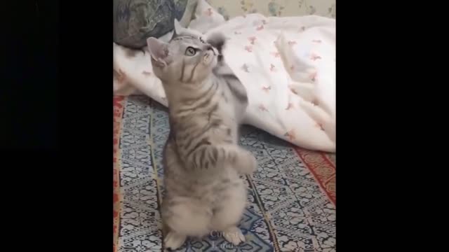 Look at the cat !! Funny cat