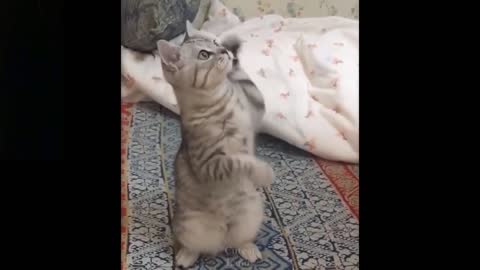 Look at the cat !! Funny cat
