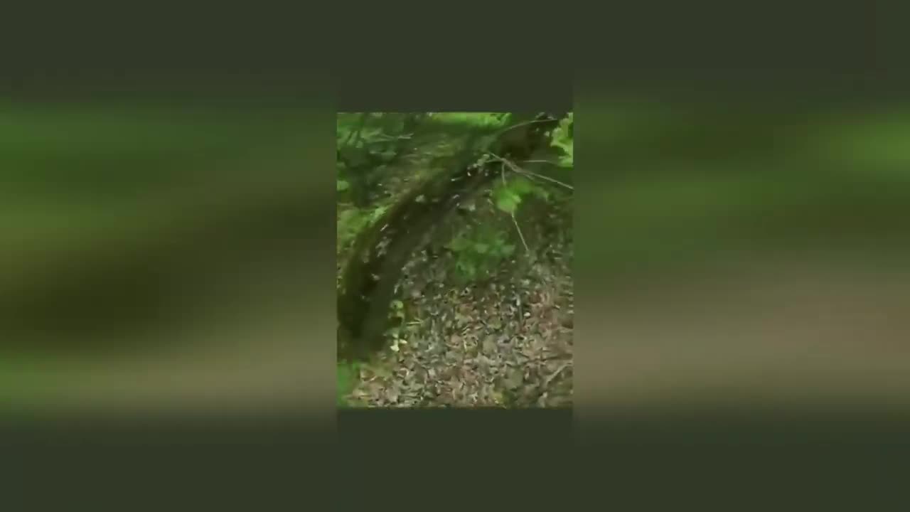American volunteers in Ukraine