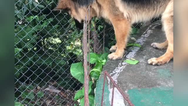 German Shepherd & Human use teamwork to get ball...