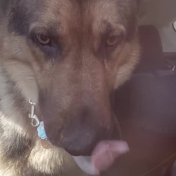 Service dog enjoys Freddie's!