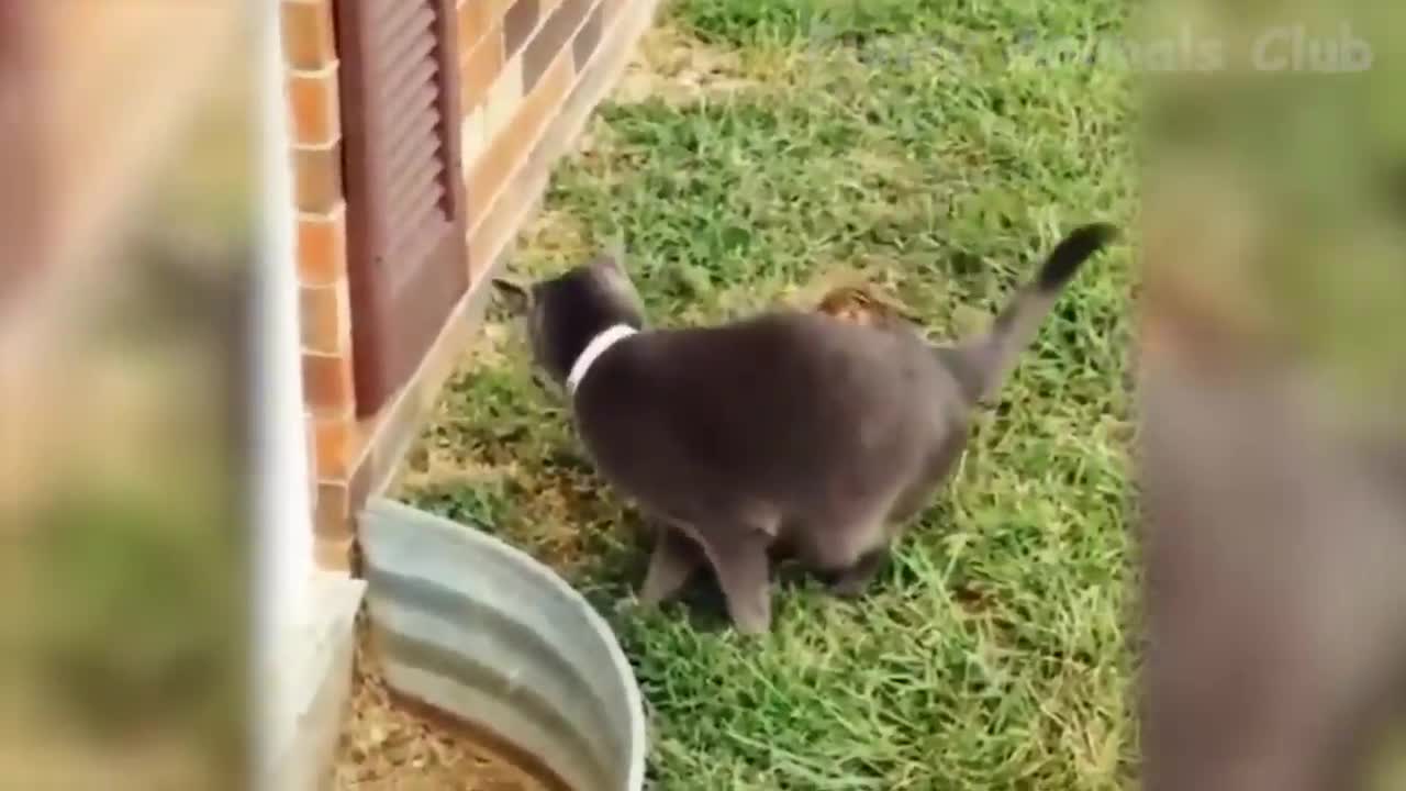 Mama Cat Takes Back Crying Kitten From Toddler