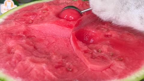 Amazing Water Melon Cutting